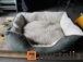 Dogs/cats pillow gray