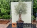 k38 olivier bonsaï hauteur 260cm circonférence du tronc 80-100 cm