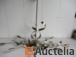 Moderne hang verlichting in geborsteld aluminium